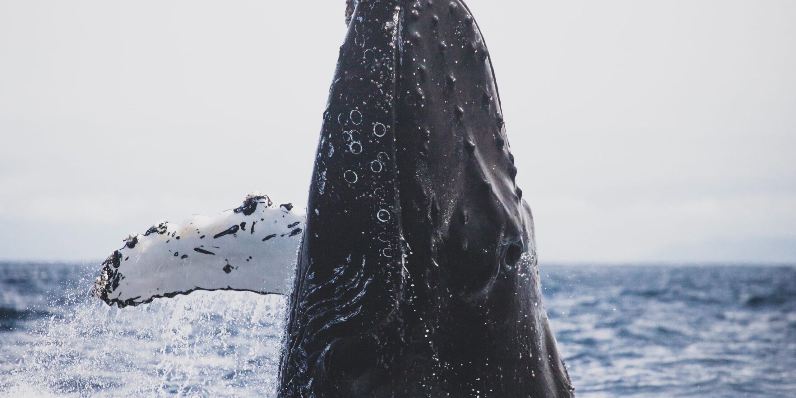 Hampback Whale Watching in Santa Cruz, California