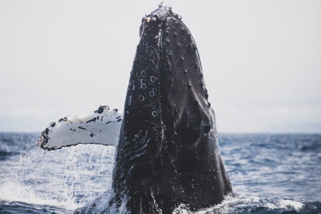Hampback Whale Watching in Santa Cruz, California