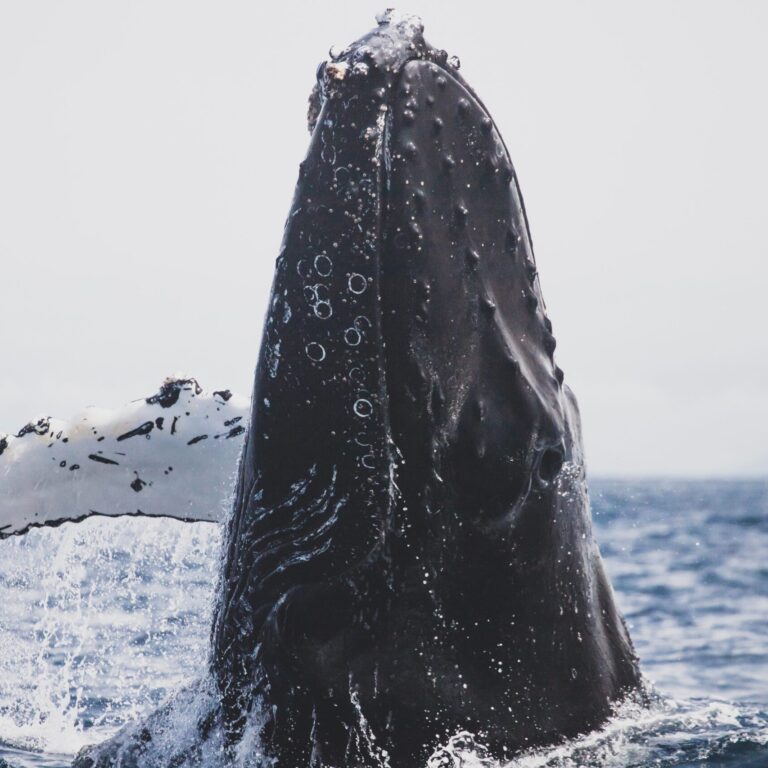 Hampback Whale Watching in Santa Cruz, California