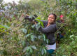 Coffee hand picking