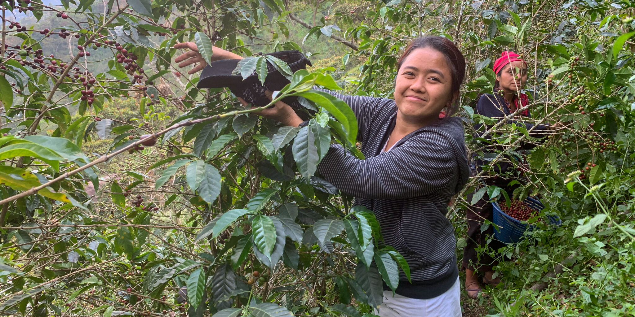 Coffee hand picking