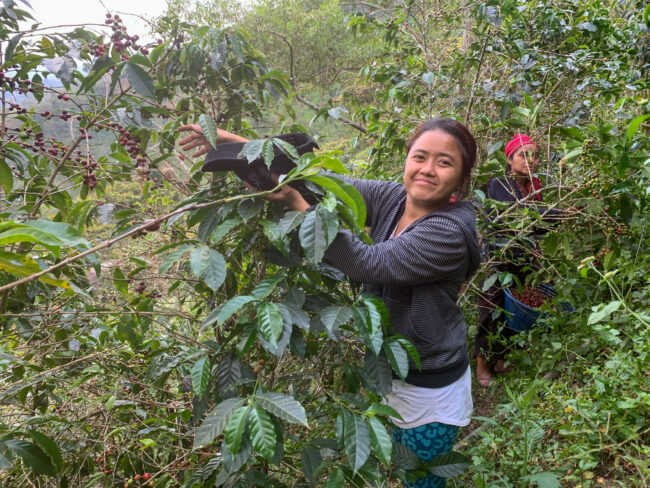 Coffee Harvesting Coffee hand picking