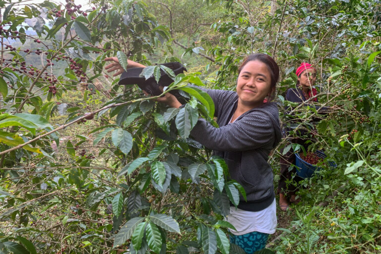 Coffee hand picking