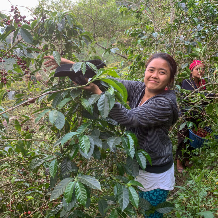 Coffee hand picking